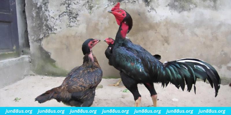 vn68 casino hồ tràm có cho người việt vào không